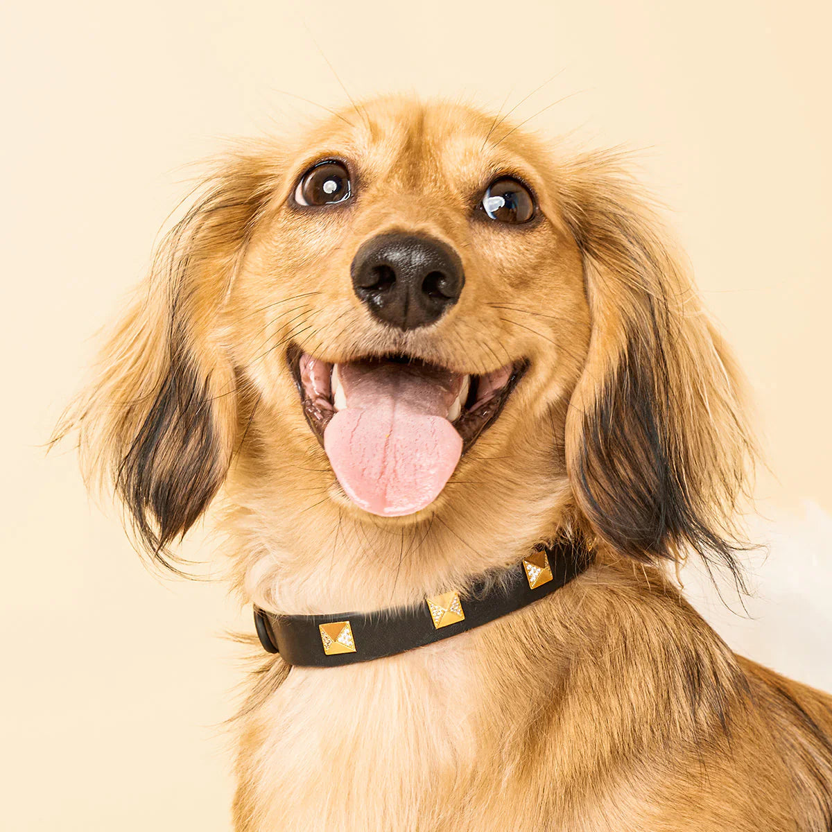 Pet Accessories
