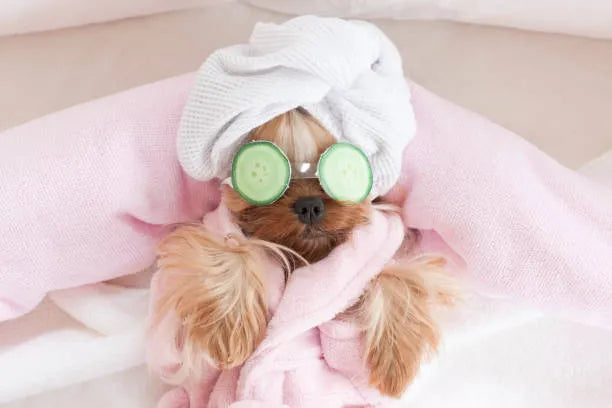 Pet Care