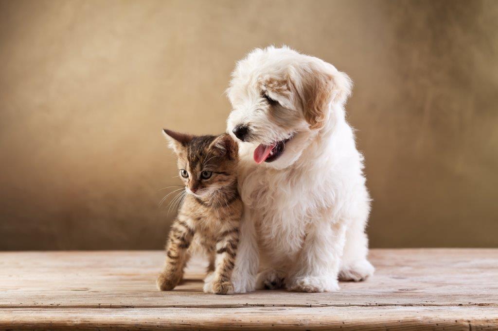Pet Lovers