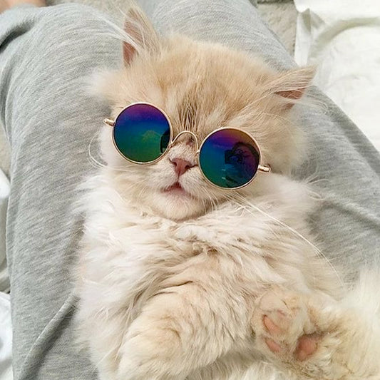Pet Eyeglasses