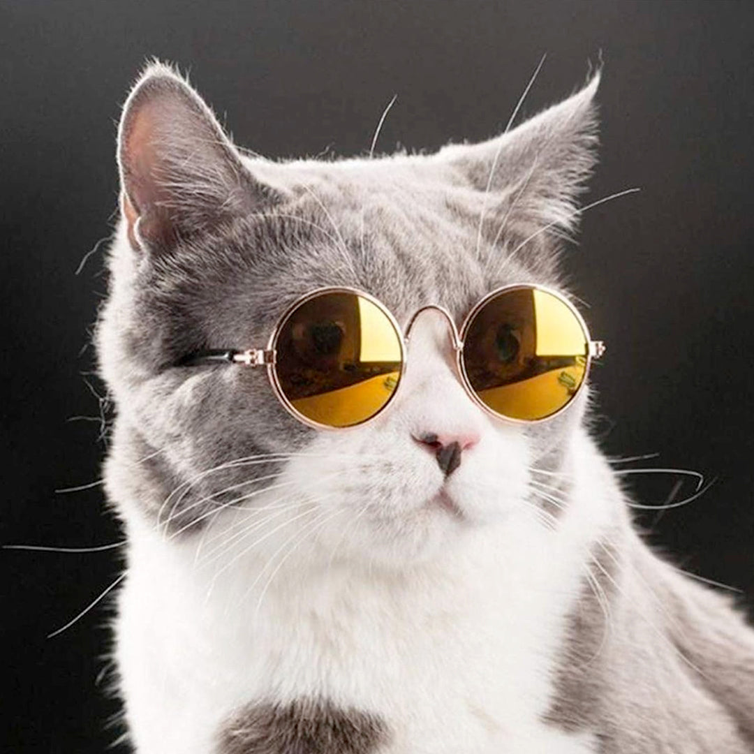 Pet Eyeglasses 2