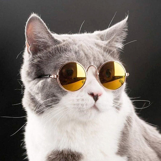 Pet Eyeglasses 2